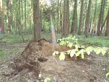 Maibaum_2016 (44).JPG